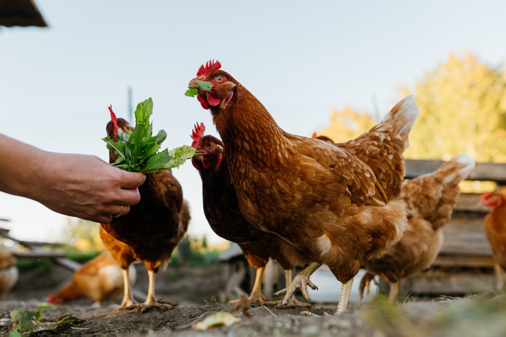 australorp mavi yumurta tavuk