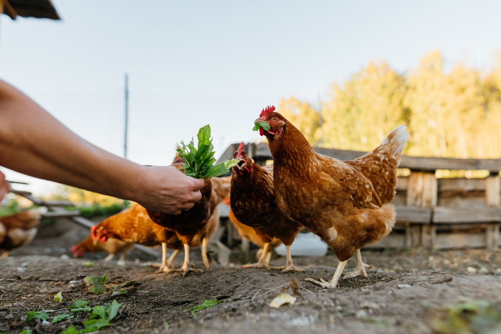 sussex et ve yumurta tavuu