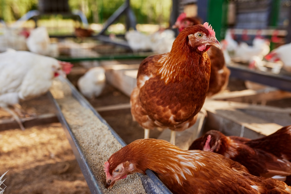 sussex tavuk ift amal