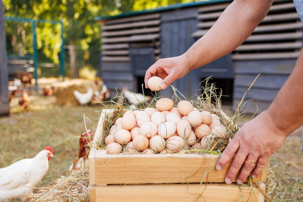 ky tavuklar doal besleme