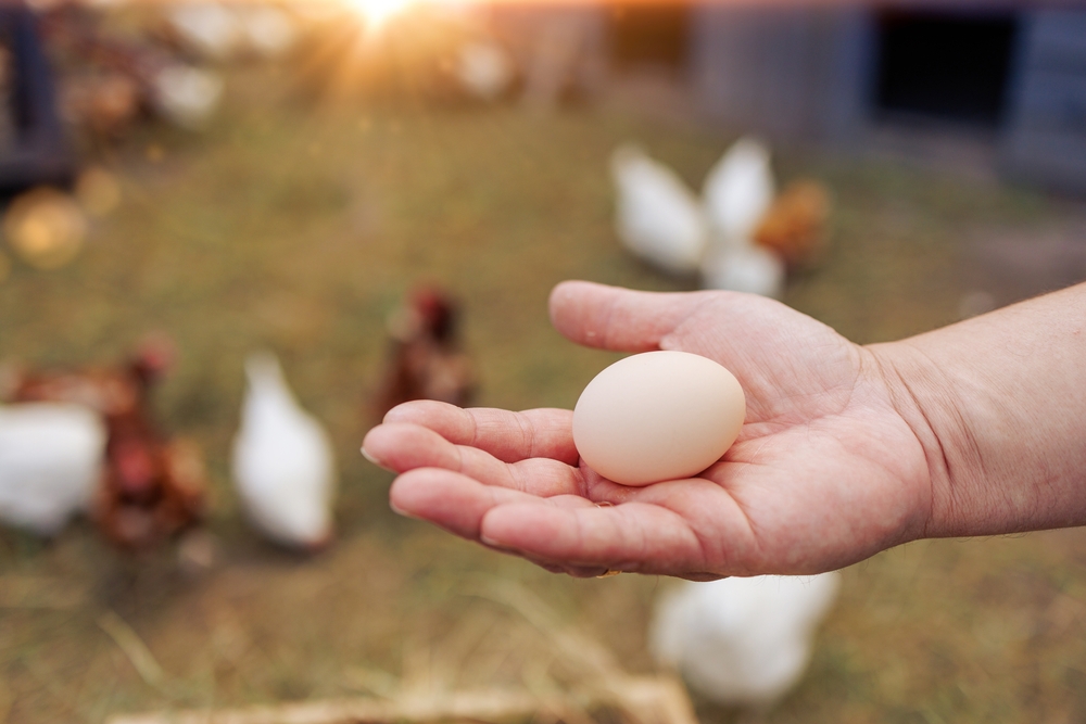 serbest gezen tavuk organik