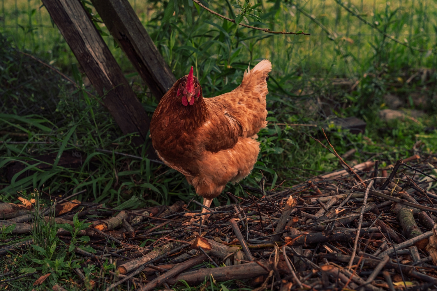 ligorin beyaz yumurta tavuu