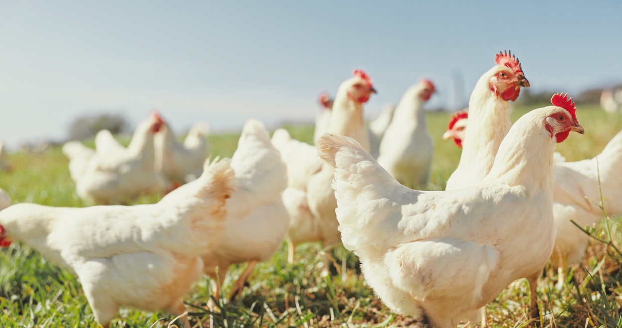 tinted brown layer tavuk