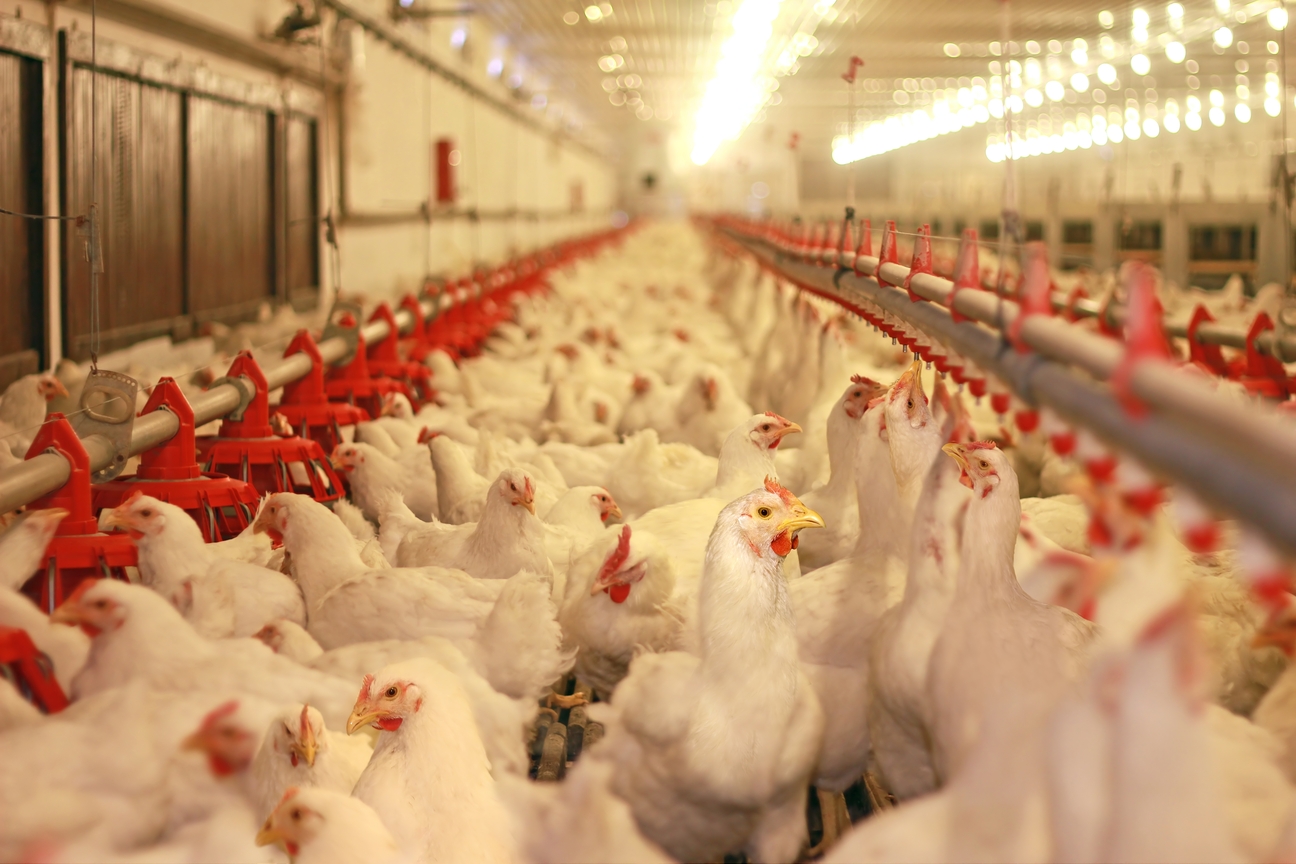 australorp blue mavi tavuk