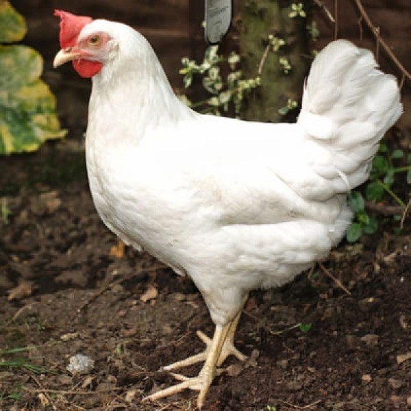 Leghorn Tavuk